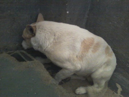 HUGO Canile di Brindisi